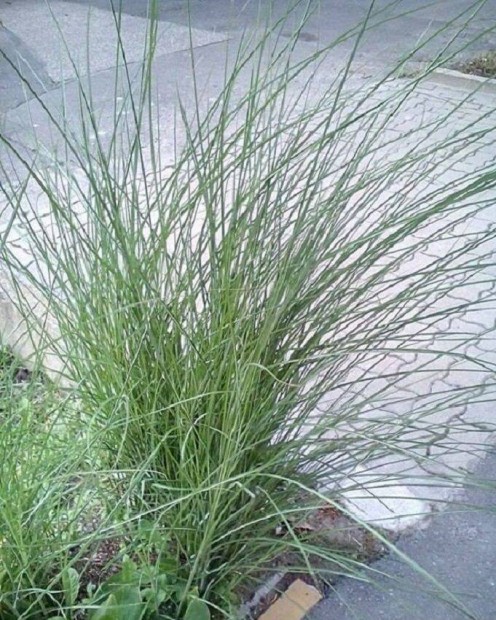 Télálló Pampafű / macifű / Beargrass tő