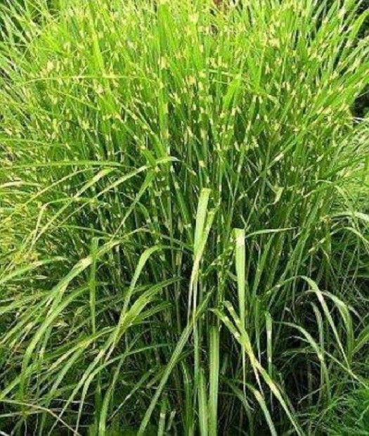 Télálló Sárga csíkos Japánfű (Miscanthus sinensis) virágosnád