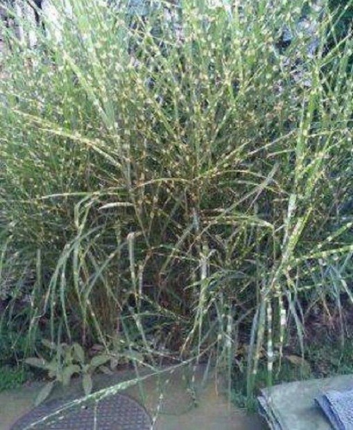 Tlll Srga cskos Japnf (Miscanthus sinensis) virgosnd