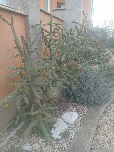 Tlll kaktusz 