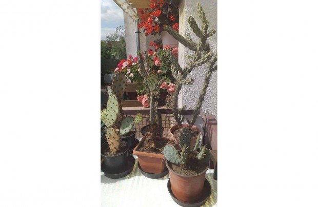 Tlll kaktuszok 35 db egyben - kertbe, sziklakertbe,laksba,erklyre