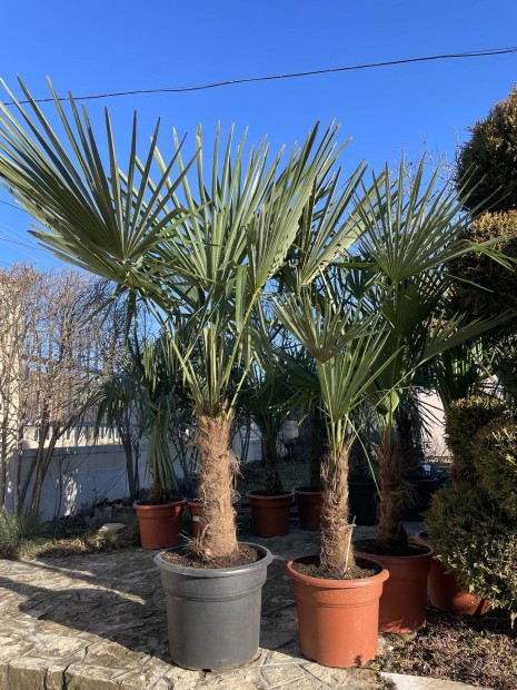 Tlll knai kenderplma trachycarpus fortunei