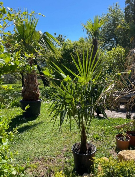 Tlll knai kenderplma trachycarpus plmafa