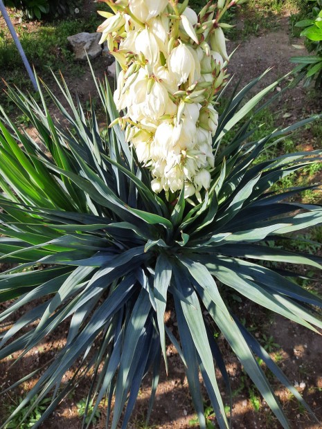 Tlll yucca gloriosa /pomps plmaliliom/