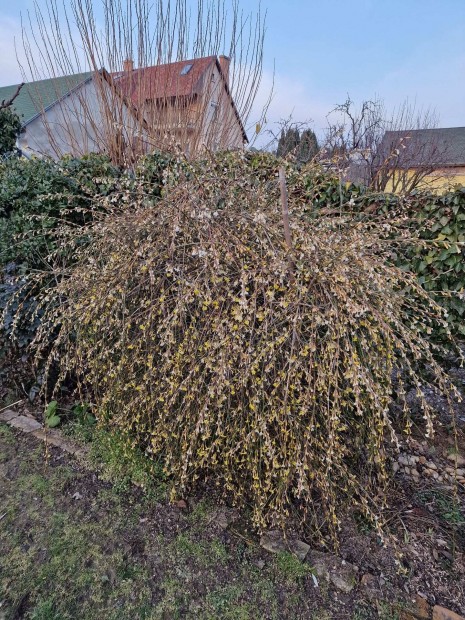 Tli jzmin (Jasminum nudiflorum) gykeres nvnyek kontnerben