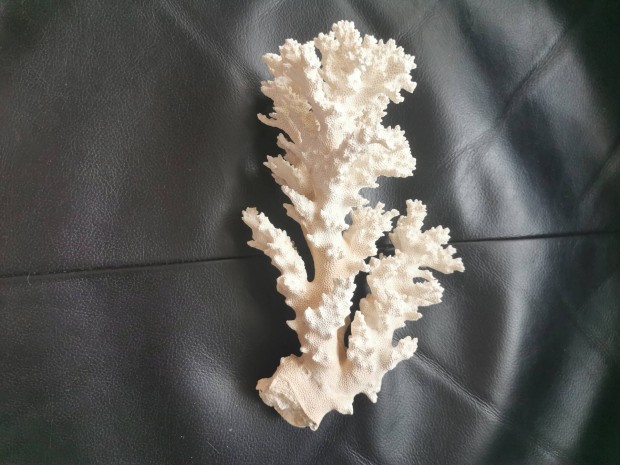 Tengeri korall 