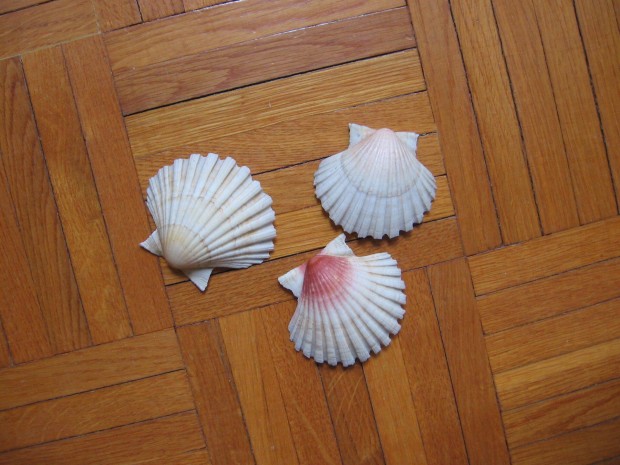 Tengeri shell kagylk