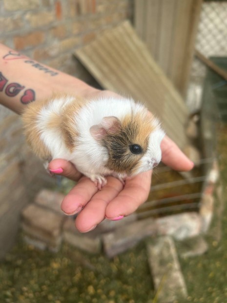 Tengerimalac