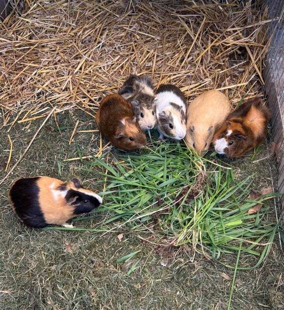 Tengerimalac