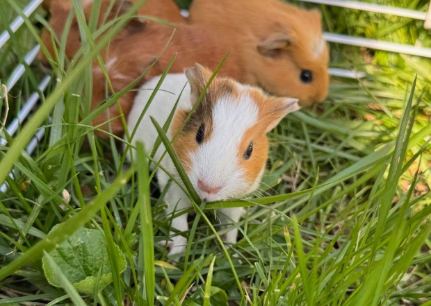 Tengerimalac (4 hetes hím) szerető gazdit keres