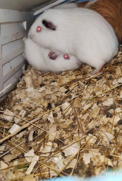 Tengerimalac 
