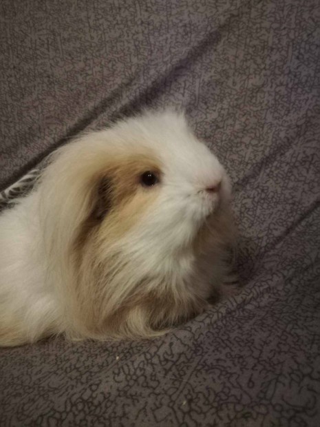 Tengerimalac kislny elad!