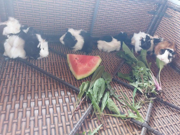Tengerimalacok eladk