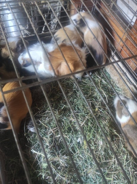 Tengerimalacok eladk
