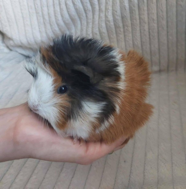 Tengerimalacok eladk