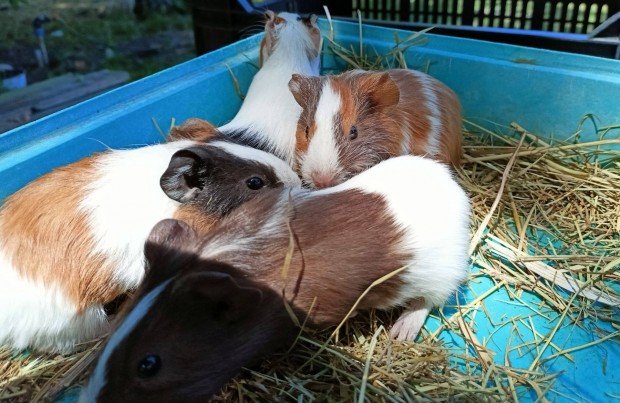 Tengerimalacok eladk
