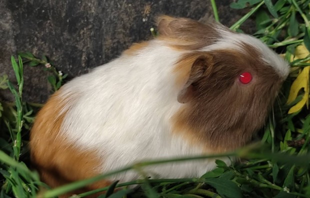 Tengerimalacok eladk 