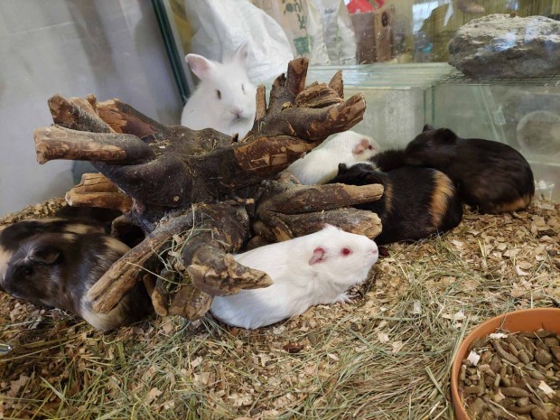 Tengerimalacok kaphatak