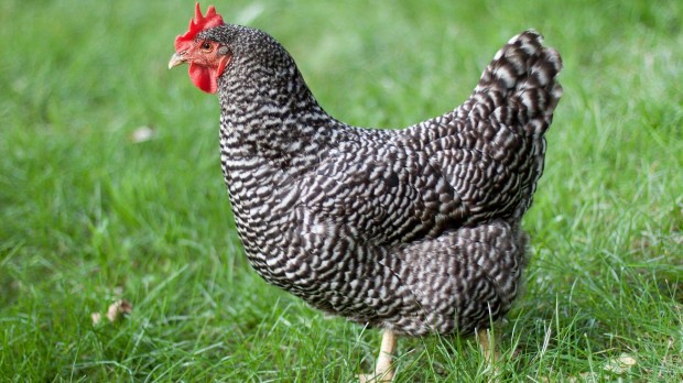 Teny�sztoj�s Kendermagos �shonos