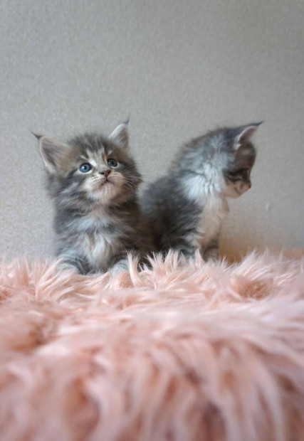 Tenyszttl Maine Coon kiscick foglalhatk