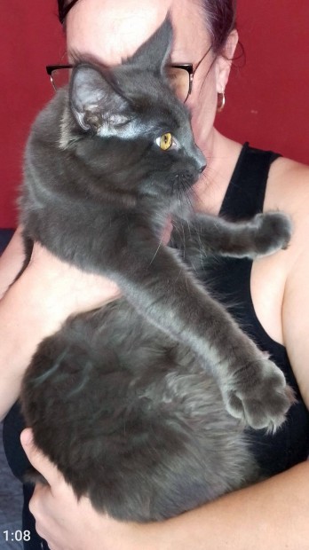 Tenyszttl Maine Coon nstny cica