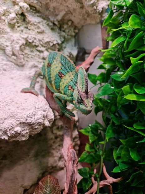 Terrárium kaméleonnal