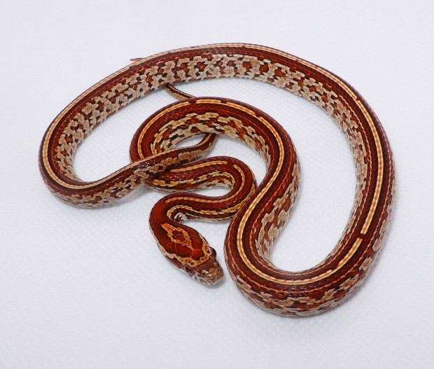 Tessera gabonasikl
