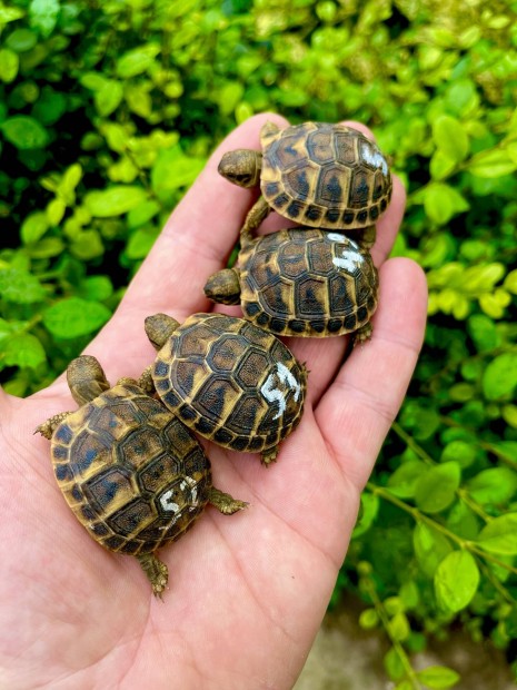 Testudo hermanni hermanni