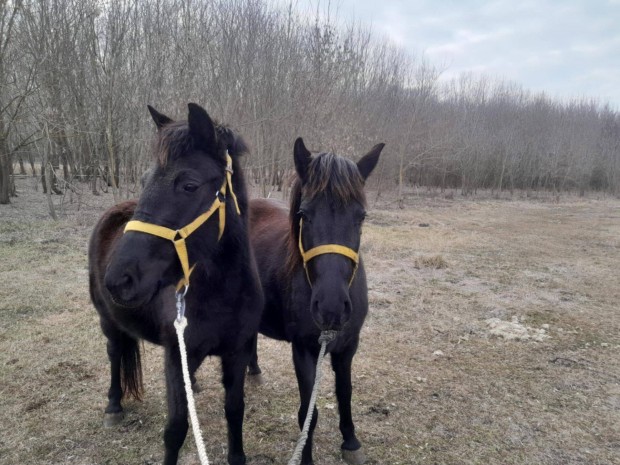 Testvr pnik eladk