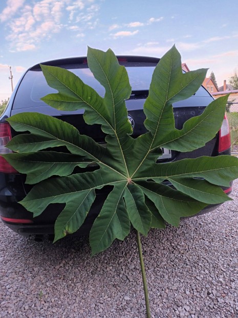 Tetrapanax papyrifera elad