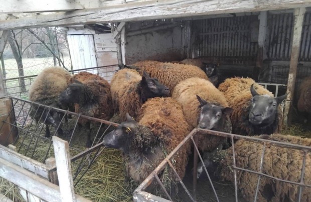Texel juh birka anyajuh brny