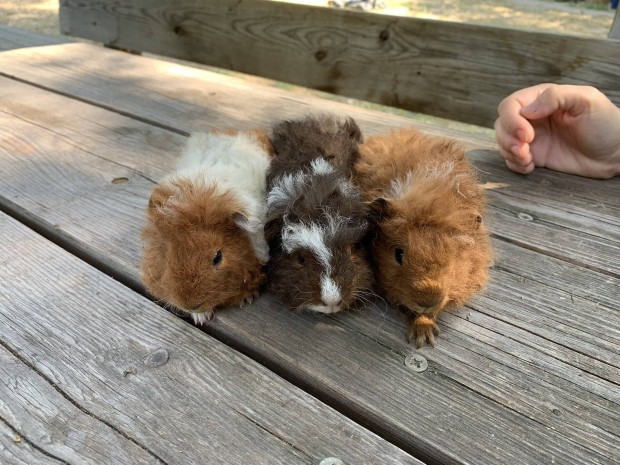 Texel tengerimalacok