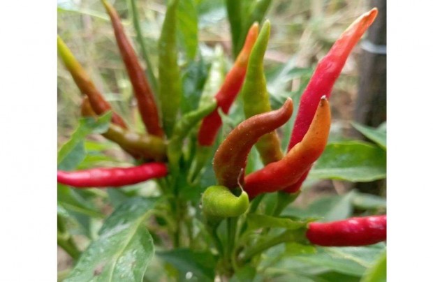 Thai Dragon RED chili (30 db mag!! Tavalyi ron!!, paradicsom, flia)