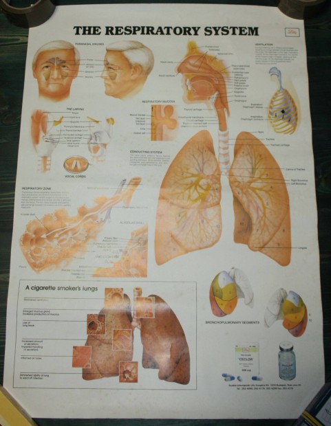 The Respiratory System - A Lgzrendszer plakt 70 x 50 cm