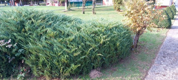 Thuja gak ingyen elvihet koszornak !