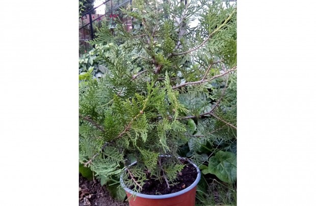 Thuja occidentalis 42 cm magas tuja