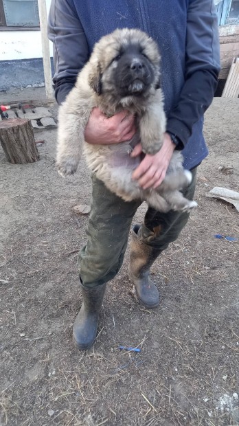 Tibeti Mastiff jelleg� kiskuty�k 