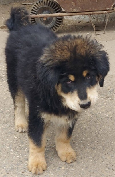 Tibeti Masztiff kölykök