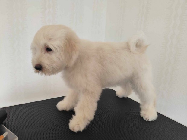 Tibeti terrier kiskutyák kivaló családi kutya