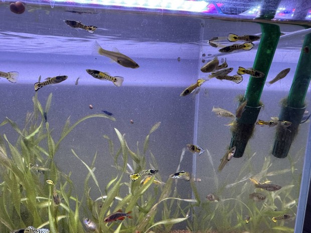 Tigris endler guppik