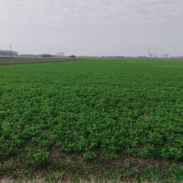 Tiszaalpr klterletn tallhat sznt besorols terlet elad 