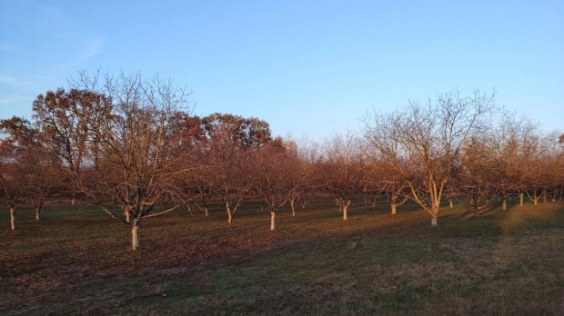 Tiszaug di� �ltetv�ny elad�