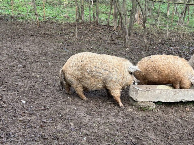 Tiszta vr kan mangalica