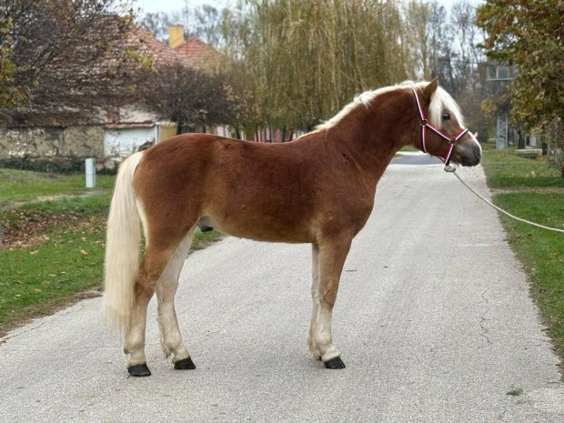 Tisztavr Haflingi szeret otthont keresi