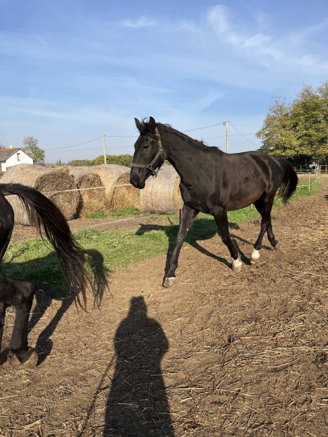 Tisztavr Nonius kanca 3. ves 173cm szalaggal mshol legelne.