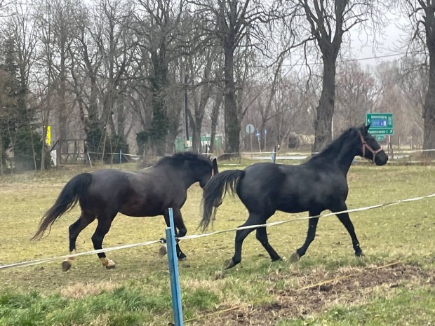 Tisztavr lipicai lovak eladak