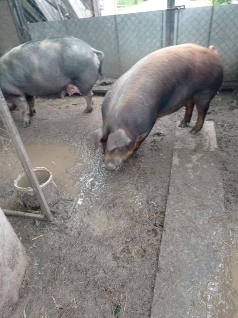 Tisztavérű vemhes duroc koca süldő eladó. Várható ellés július 23