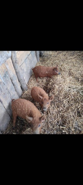 Tisztavr vrs mangalica