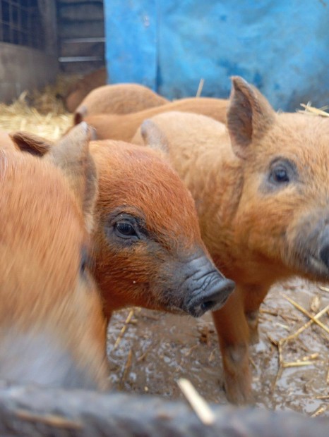 Tisztavr vrs mangalica vlasztsi malacok