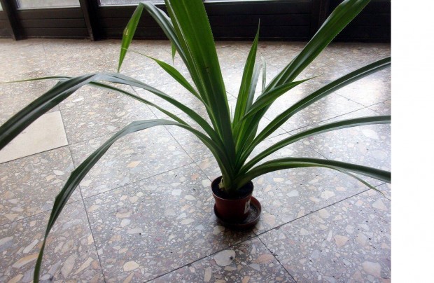 Többféle Pandanus Csavarpálma Csavar pálma